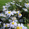 Felicia amelloides fleur